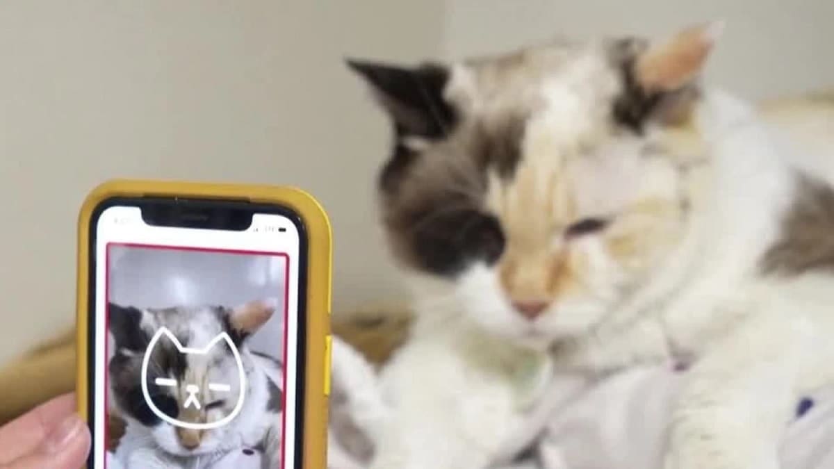 5 Aplikasi Untuk Kucing Terbaik yang Wajib Dicoba di Android