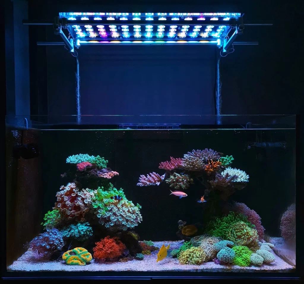 10 Lampu LED Aquarium Terbaik 2026, Bikin Aquariummu Jadi Cantik!