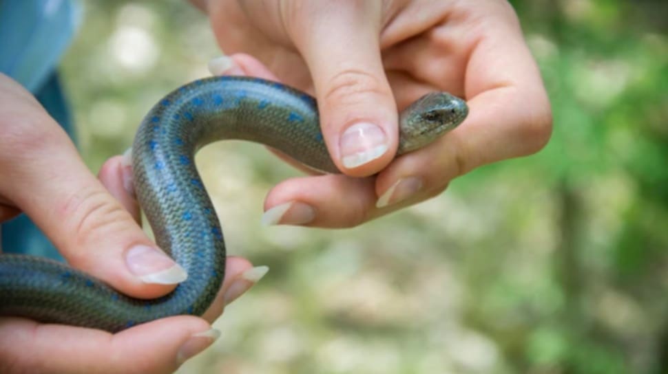Terungkap! Arti Mimpi Membunuh Ular Menurut Keyakinan Jawa & Islam